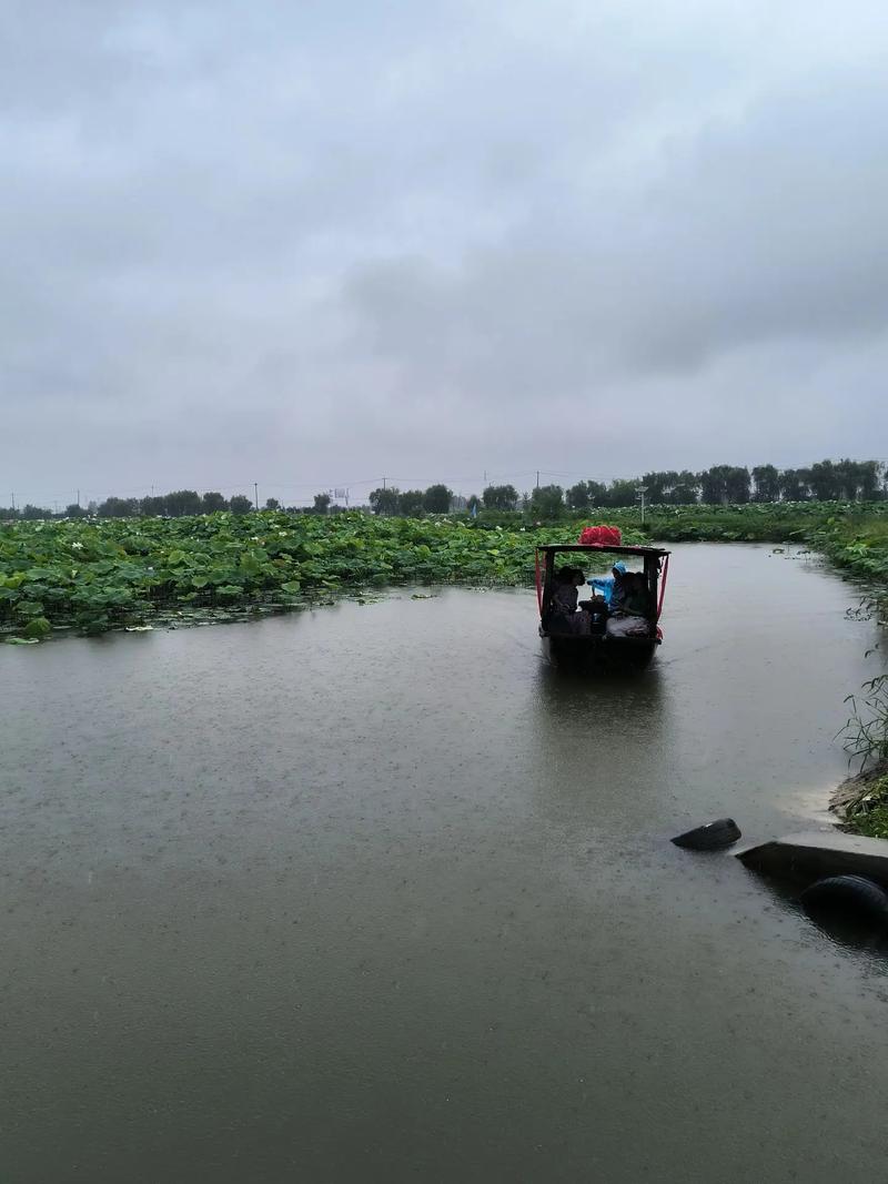 新探秘“老人船上弄雨荷第13集”的情感旅程