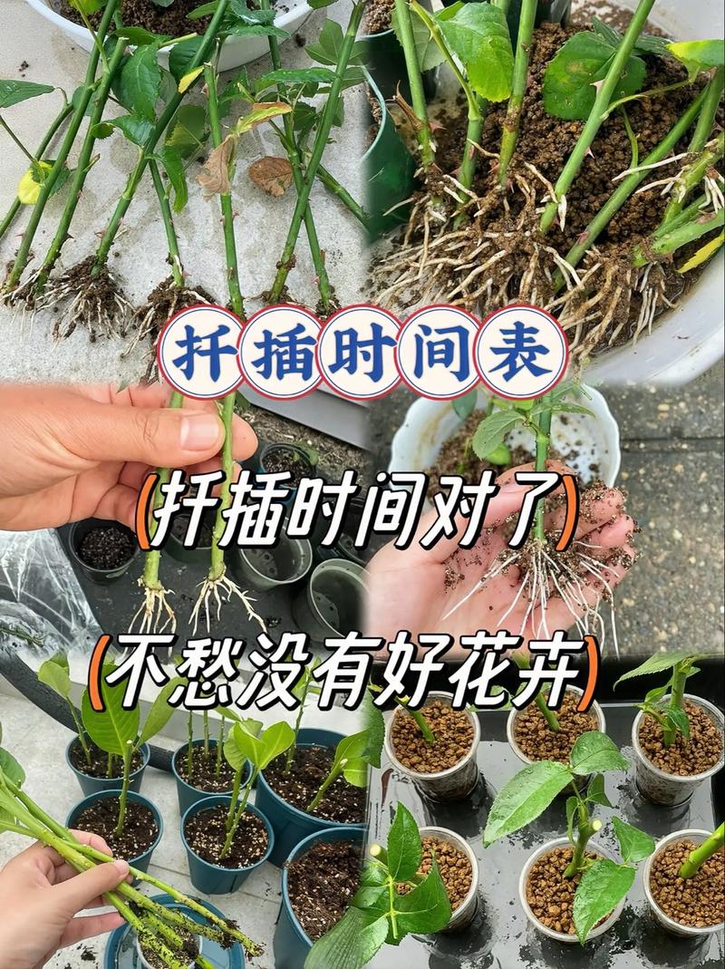 床上扦插方法的多样性：探寻家居园艺的新路径