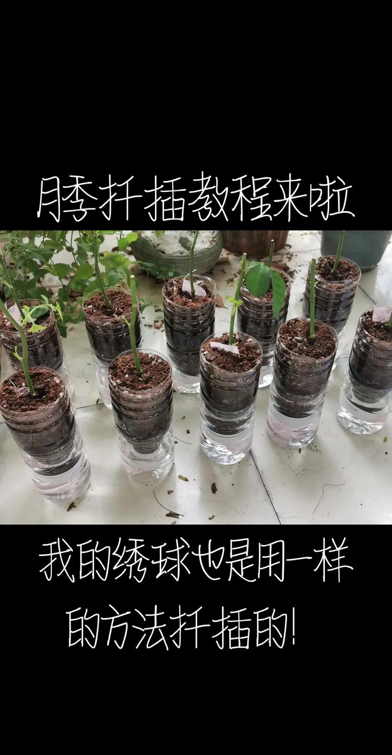 72种扦插方法：掌握植物繁殖的艺术