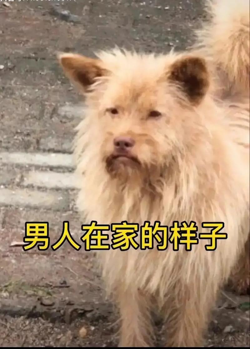 老公不在家狗狗的东西能要吗