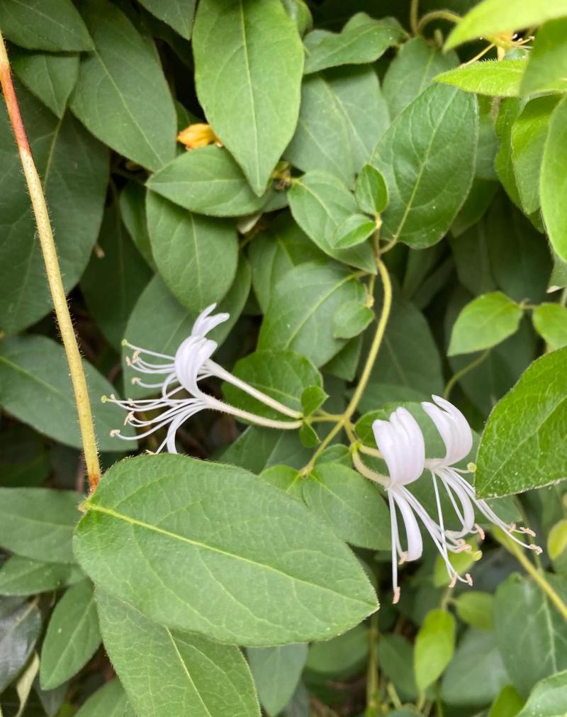  骑蛇难下(双) 金银花免费：一种奇妙的体验