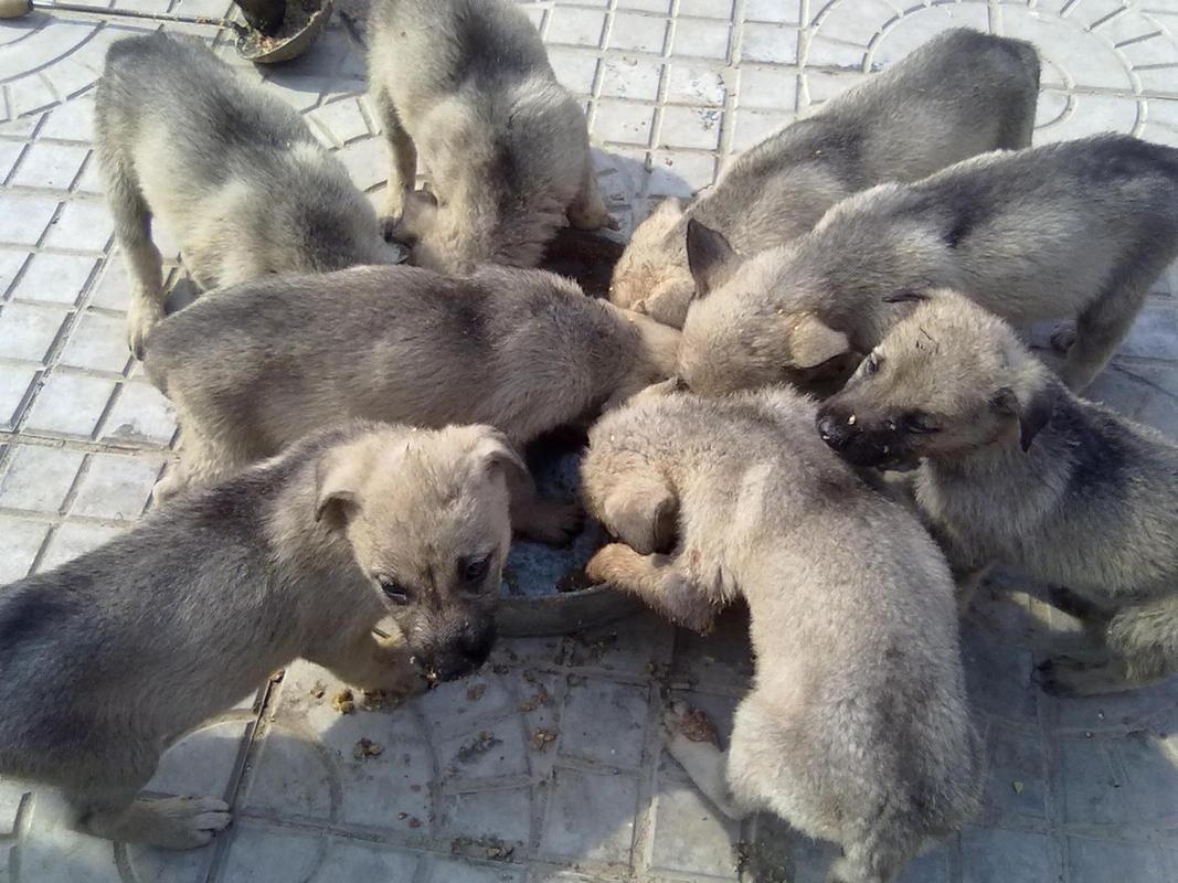  狗狗猛涨精肉狗大壮市场占有率：引领宠物食品新风潮