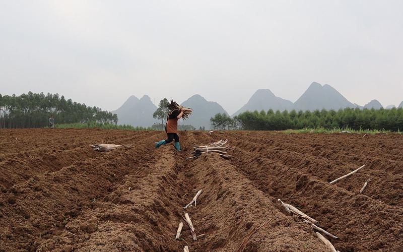  耕种姐姐肥沃的土地：探寻丰收背后的故事