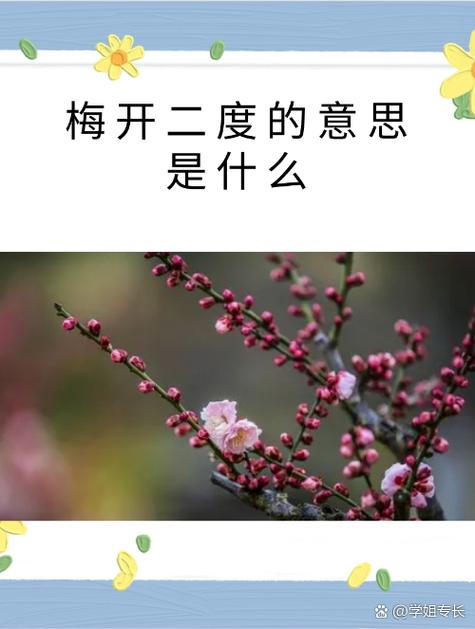  梅花开几度老张周梅：探寻春日的浪漫