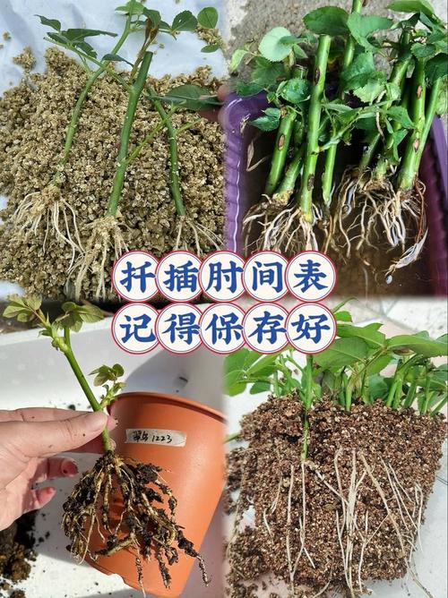 在床上的72种扦插方法：揭开情感的种植秘密