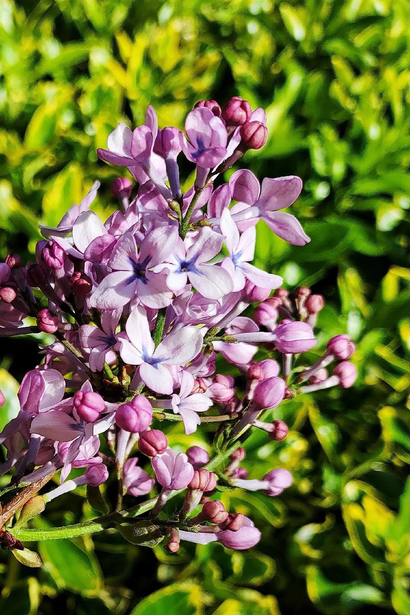 丁香花完整版视频