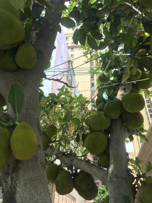 探索“菠萝菠萝蜜免费视频”的独特魅力与精彩内容