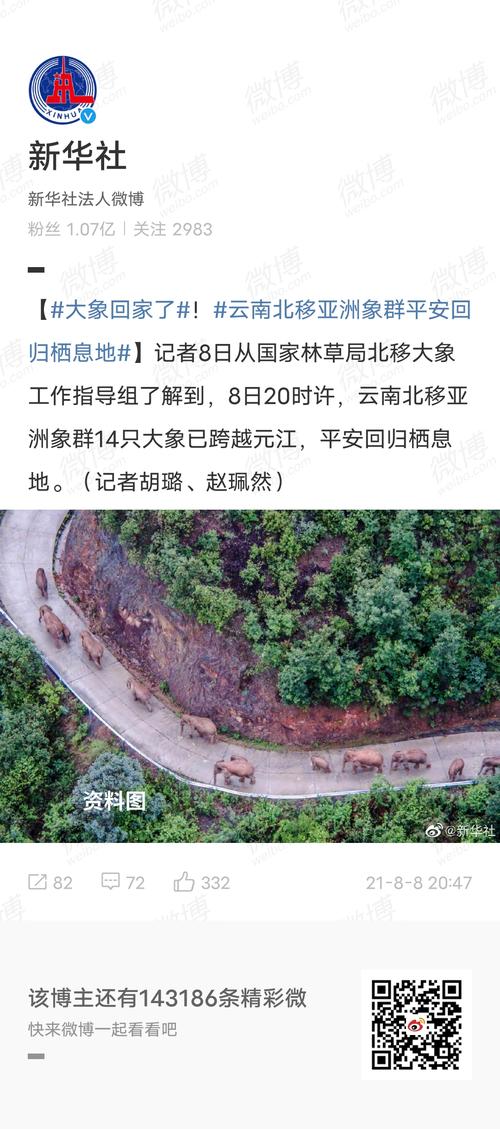 大象回家永远不迷路：寻找归属感的心灵之旅