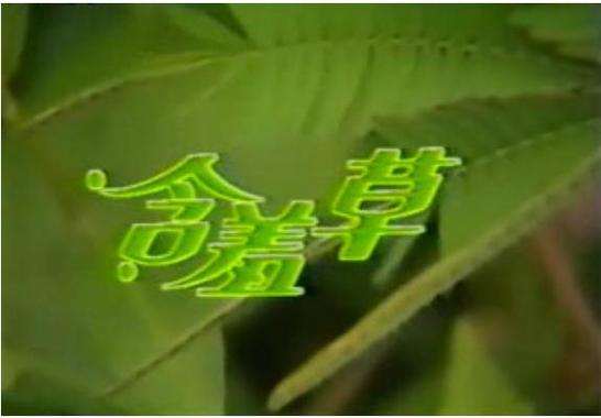  探索“含羞草免费观看电视剧的背景故事”的深邃情感