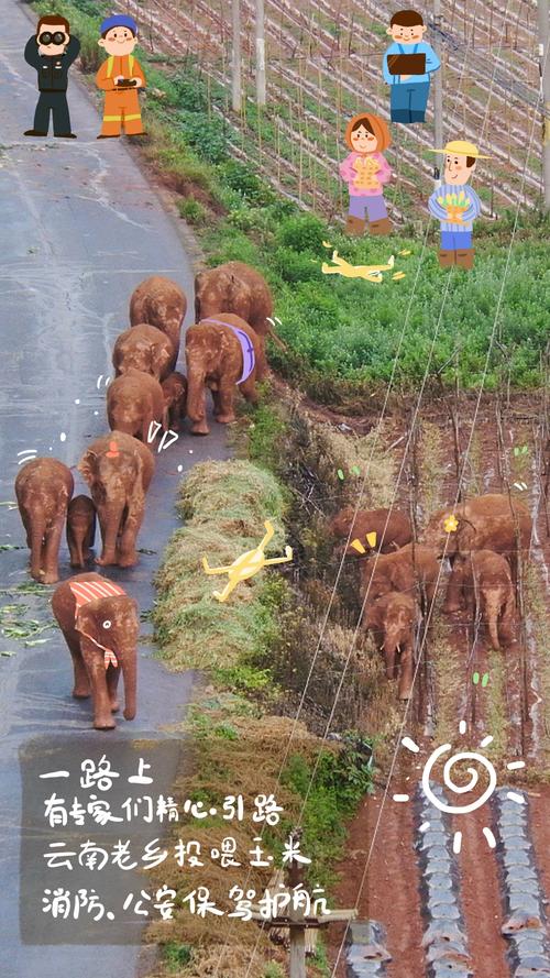  奇幻之旅：大象回家在线观看高清完整版免费