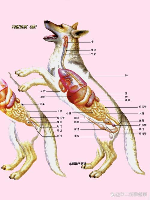 怎么进入狗狗的身体甲：探索狗狗的健康与快乐