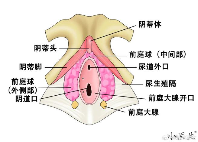 大荫蒂BBBBBB大荫蒂