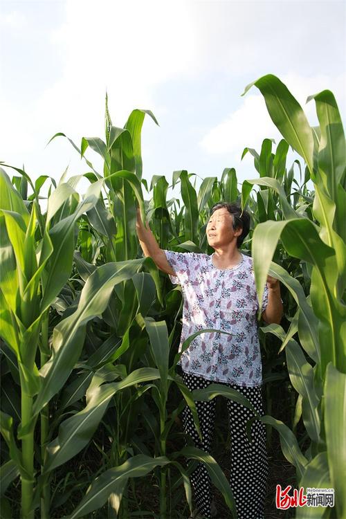 耕耘大婶的肥沃的土地：一个小村庄的希望与幸福