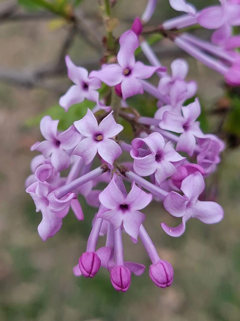 《丁香花完整视频在线观看：探索生命的美丽与悲伤》