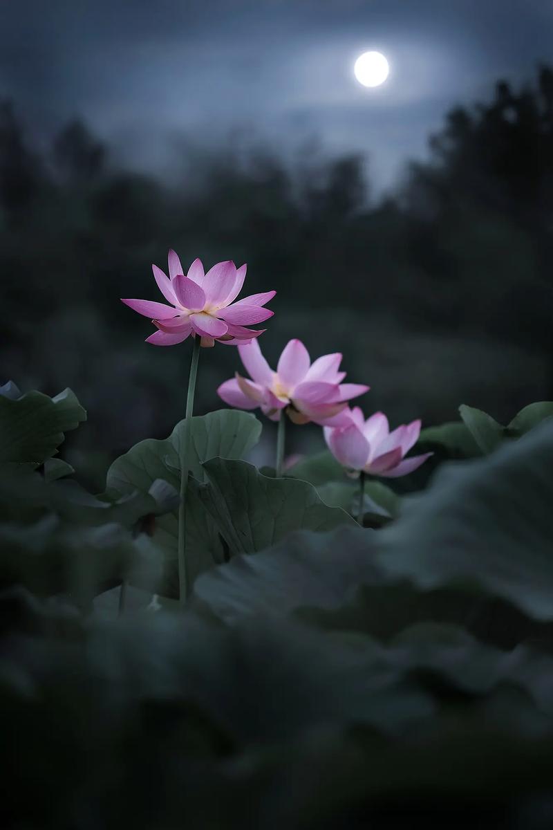 女子半夜莲花开是不是刚做过