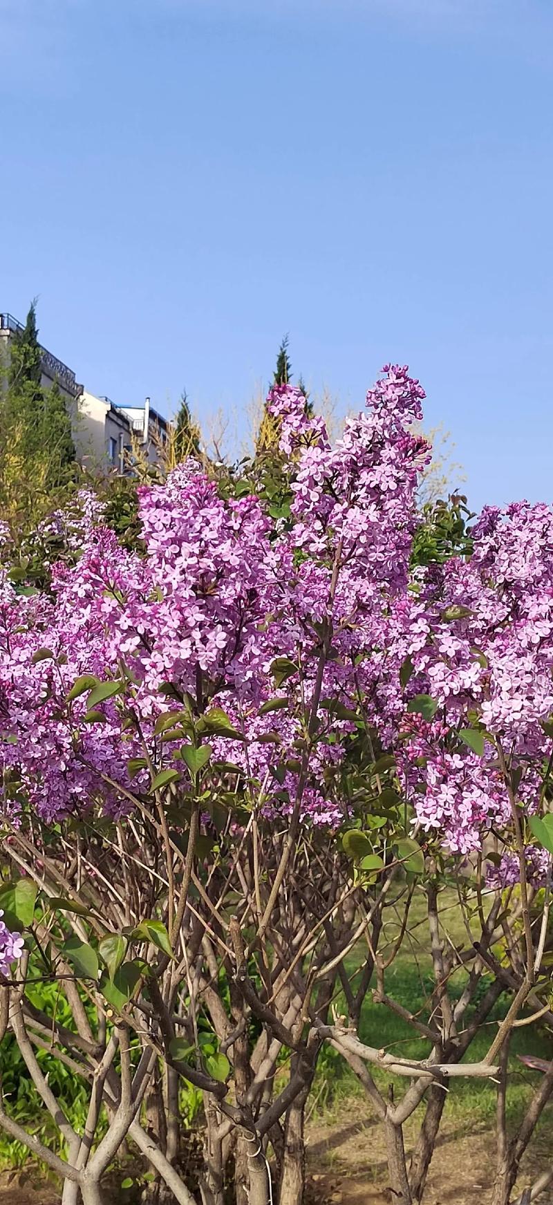 丁香花免费高清完整在线观看